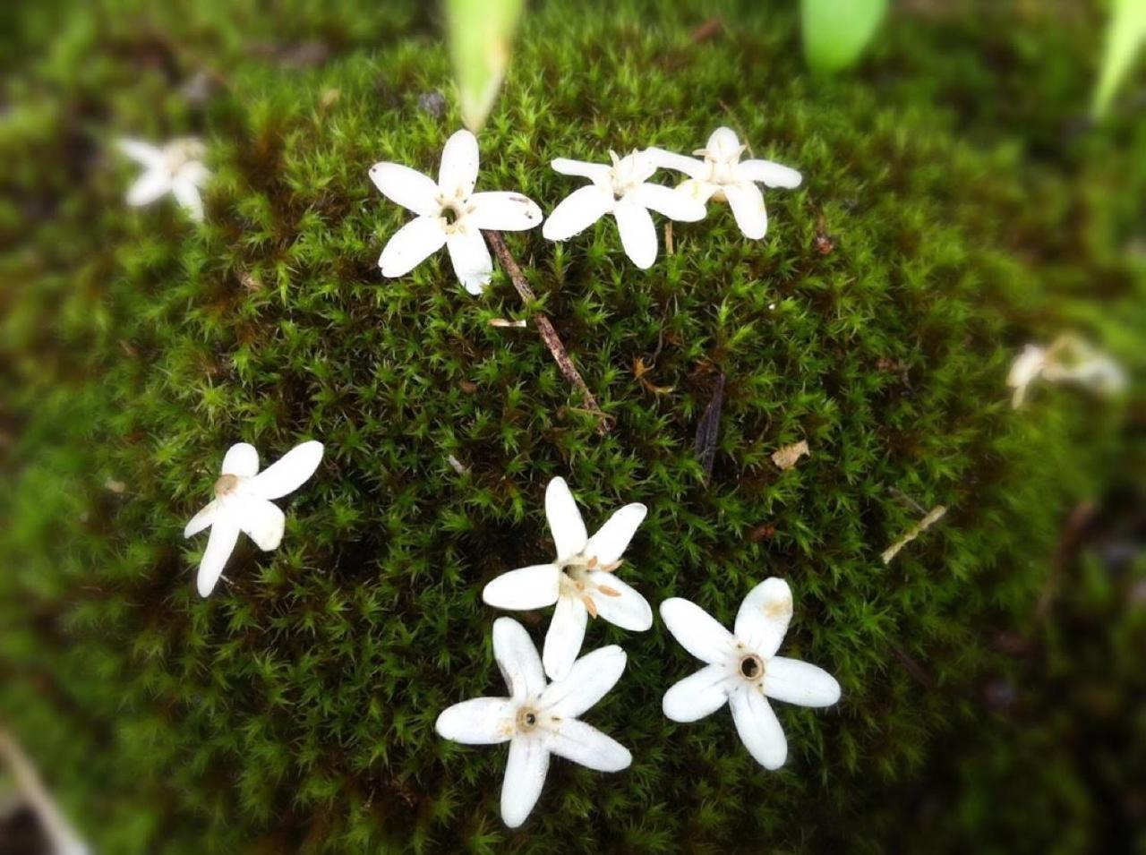 Pension Wildflowers Tateshina  Exterior foto